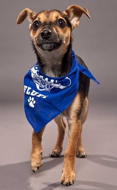 Puppy Bowl XVI